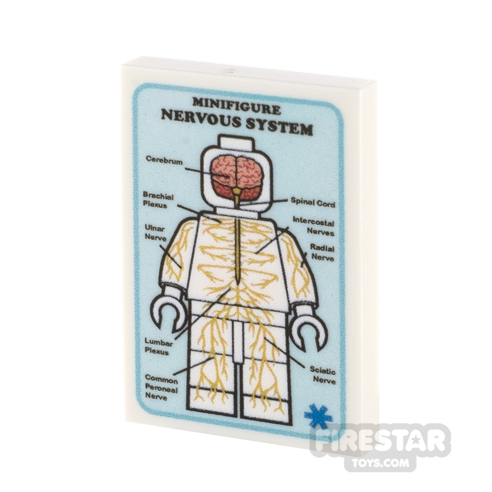 Custom Printed Tile 2x3 Medical Poster Nervous System WHITE
